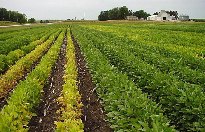 Photo - Strips of SCN-resistant and non-resistant soybean varieties in a SCN-infested field.