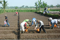 Photo: Corn University farmers, practicing to plant seed