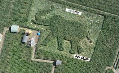 Photo: Elephant-shaped crop formation, Kediri, Indonesia