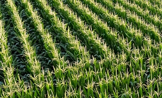 Rows of corn in field