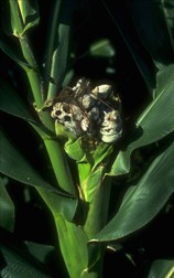 Mature common smut galls on the ear.