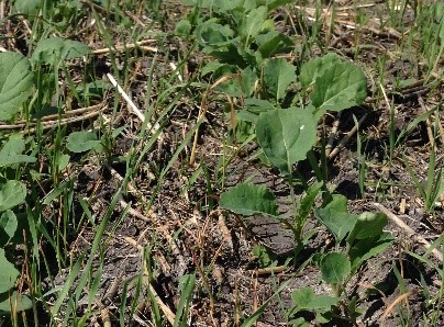 Grassy weed pressure in herbicide tolerant canola near the end of the CWFP.