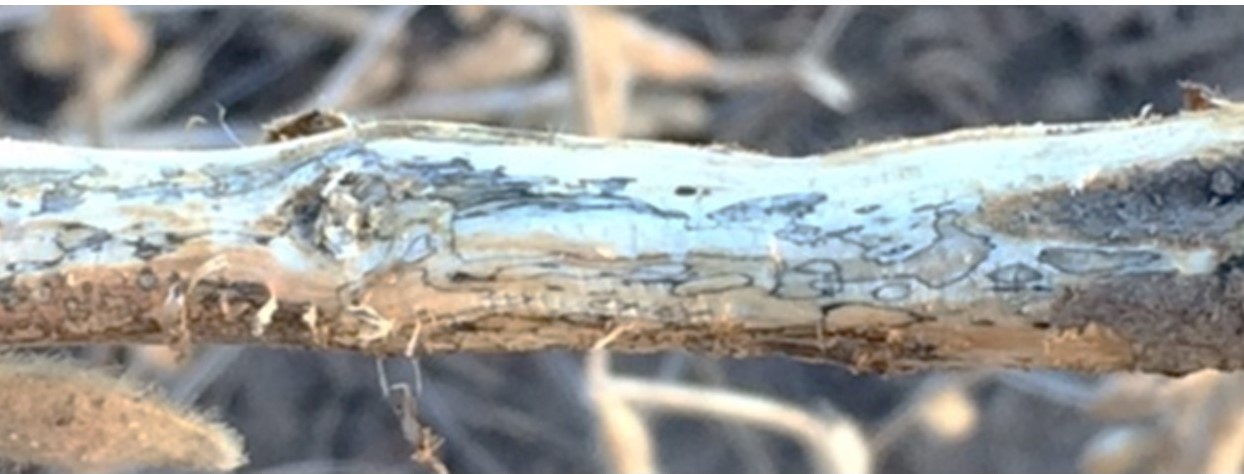 Dark zone lines on the lower stem are an indicator of Diaporthe fungal infection