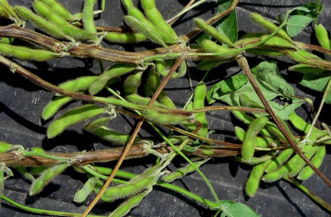 Stem canker in soybeans caused by the fungus Diaporthe