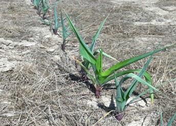 Corn plants at the V3-V4 showing severe stress during the drought of 2012. 