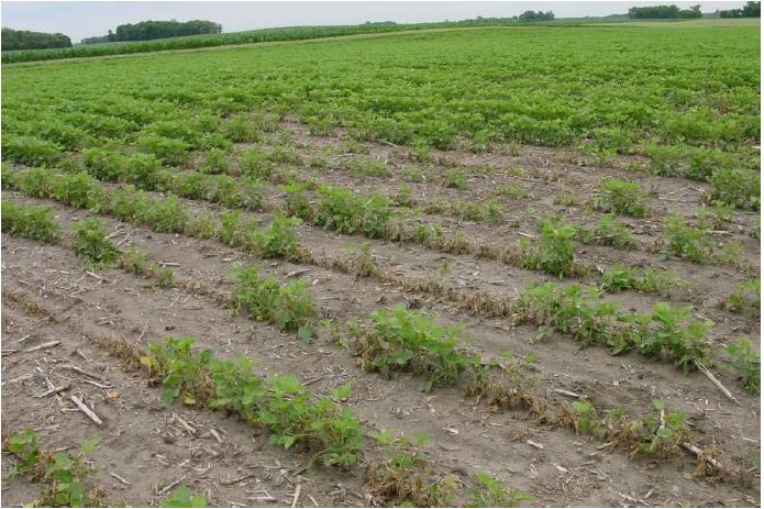 Soybean field showing stand reduction due to fusarium root rot