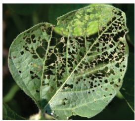 Skeletonization of soybean leaf due to Japanese beetle feeding.