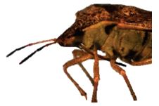 Brown stink bug showing piercing-sucking mouthparths below head and between legs