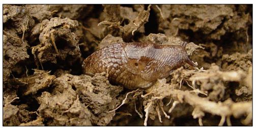 Adult slug feeding on a corn root