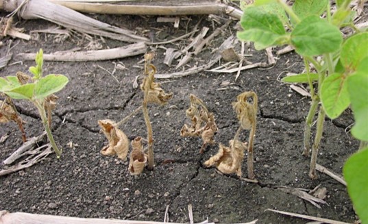 Soybean plants showing symptoms of damping off due to rhizoctonia root rot disease. 