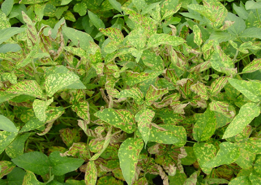 Soybean plants infected with sudden death syndrome. 