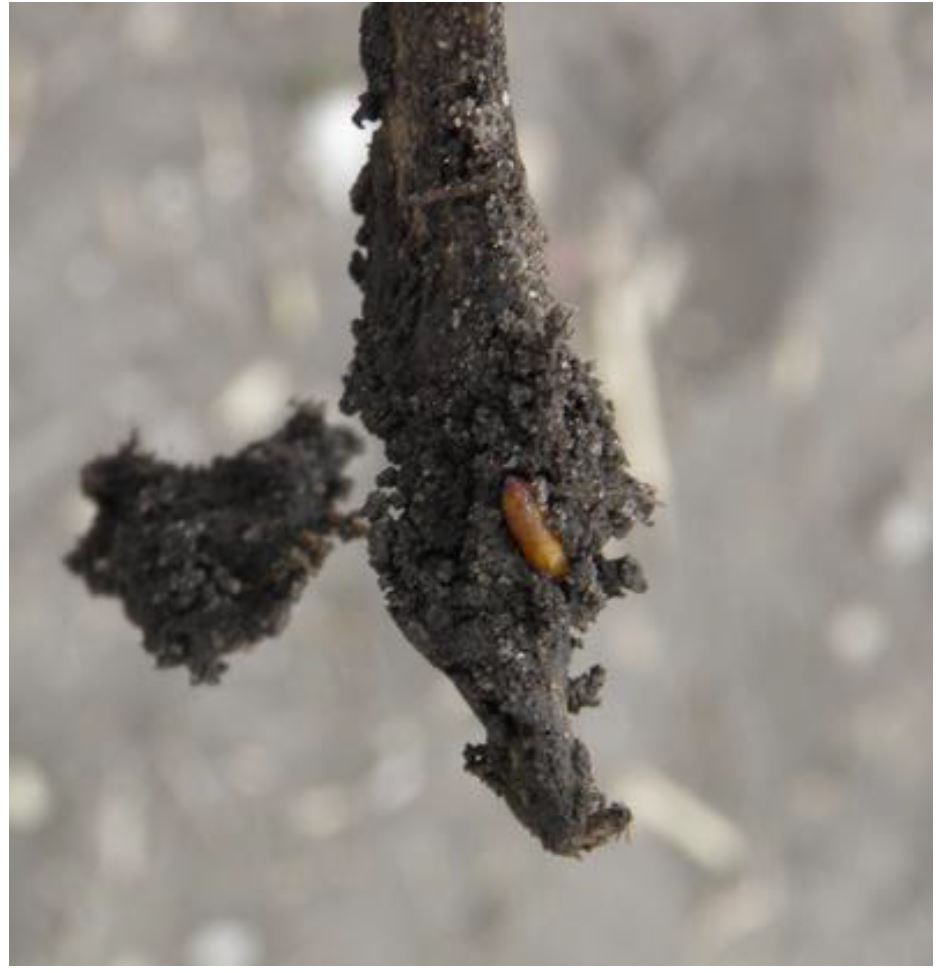 Pupae of seedcorn maggot found in a soybean field