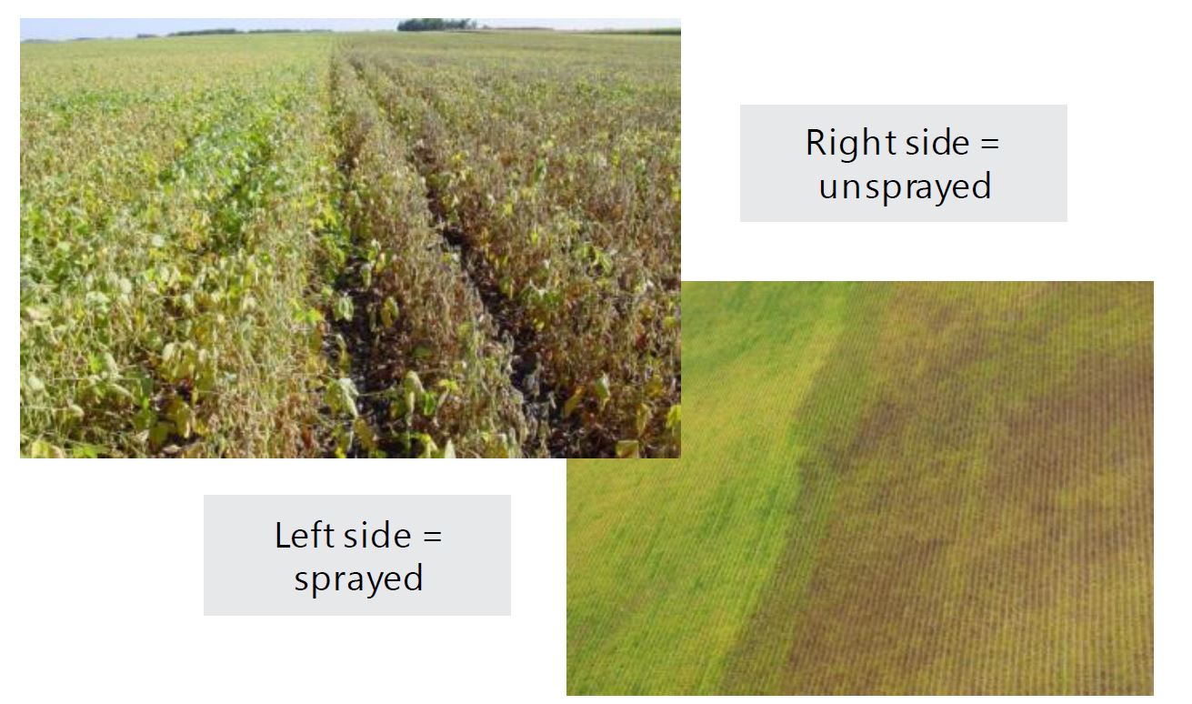 sprayed and non sprayed comparison of soybean aphids