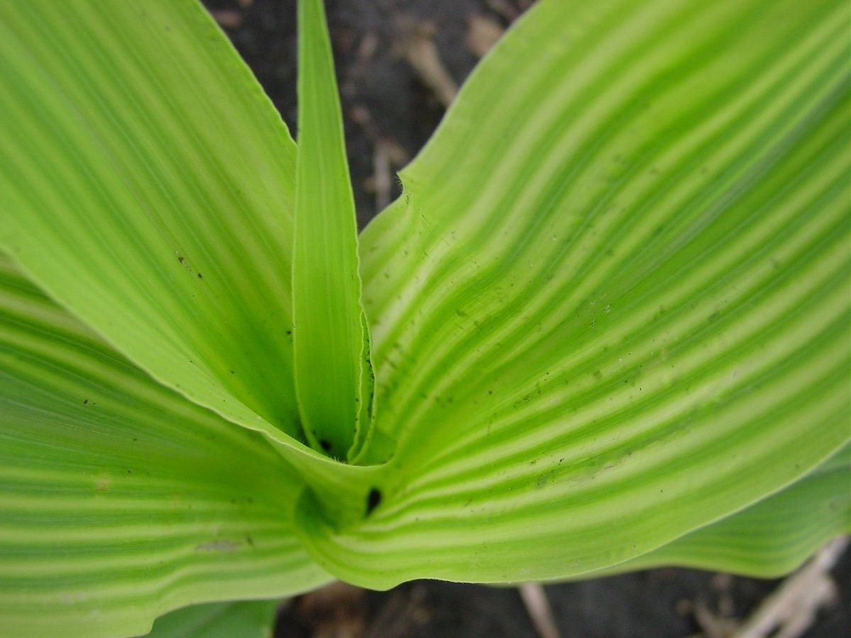 Yellowing between leaf veins is a symptom of sulfur deficiency in corn.