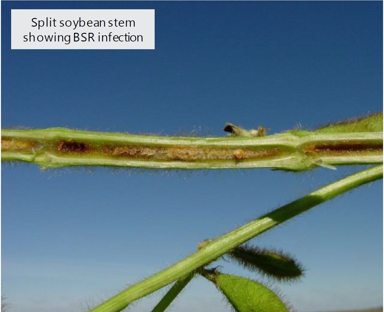 Split soybean stem showing BSR infection