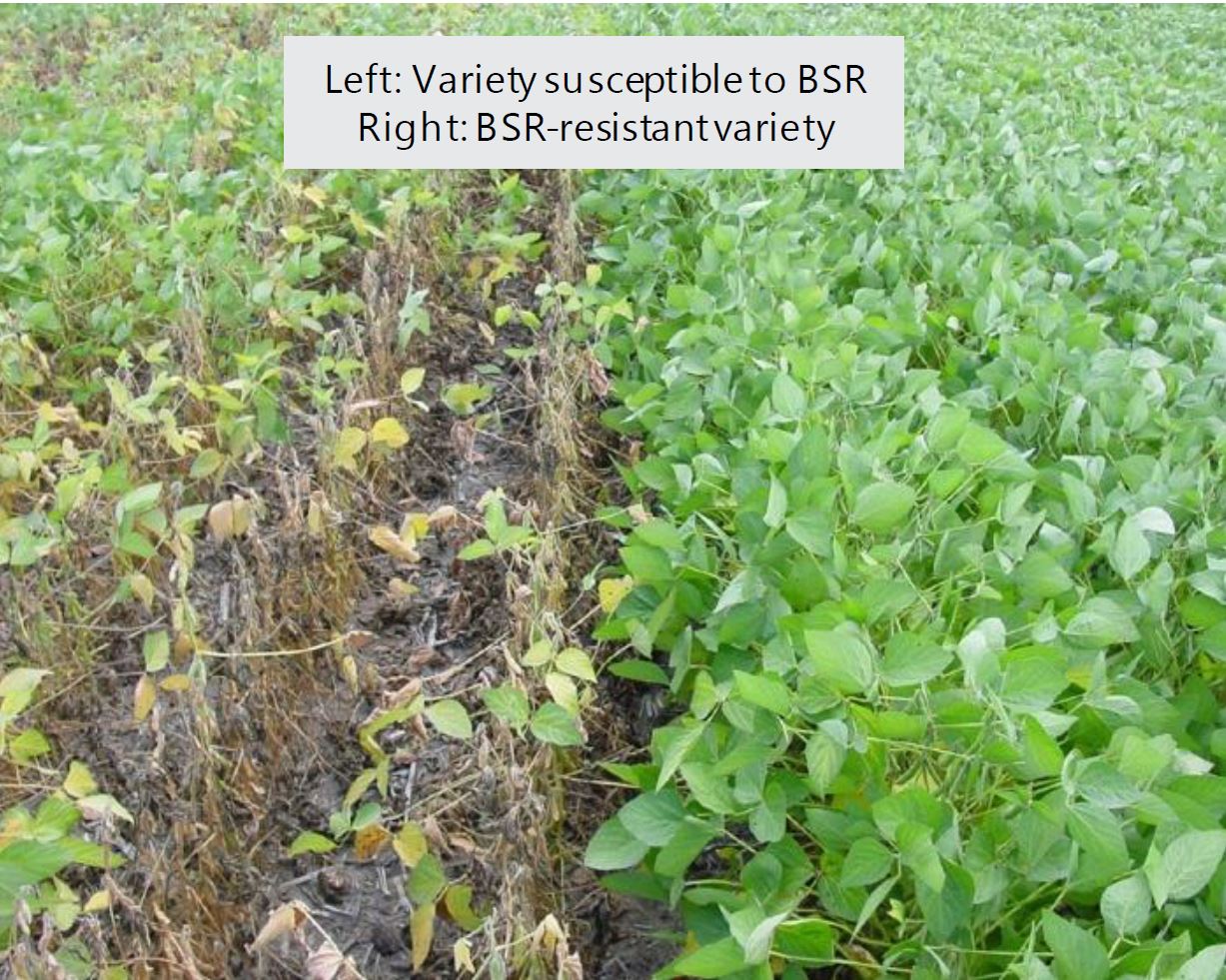 Left: Variety susceptible to BSR Right: BSR resistant variety