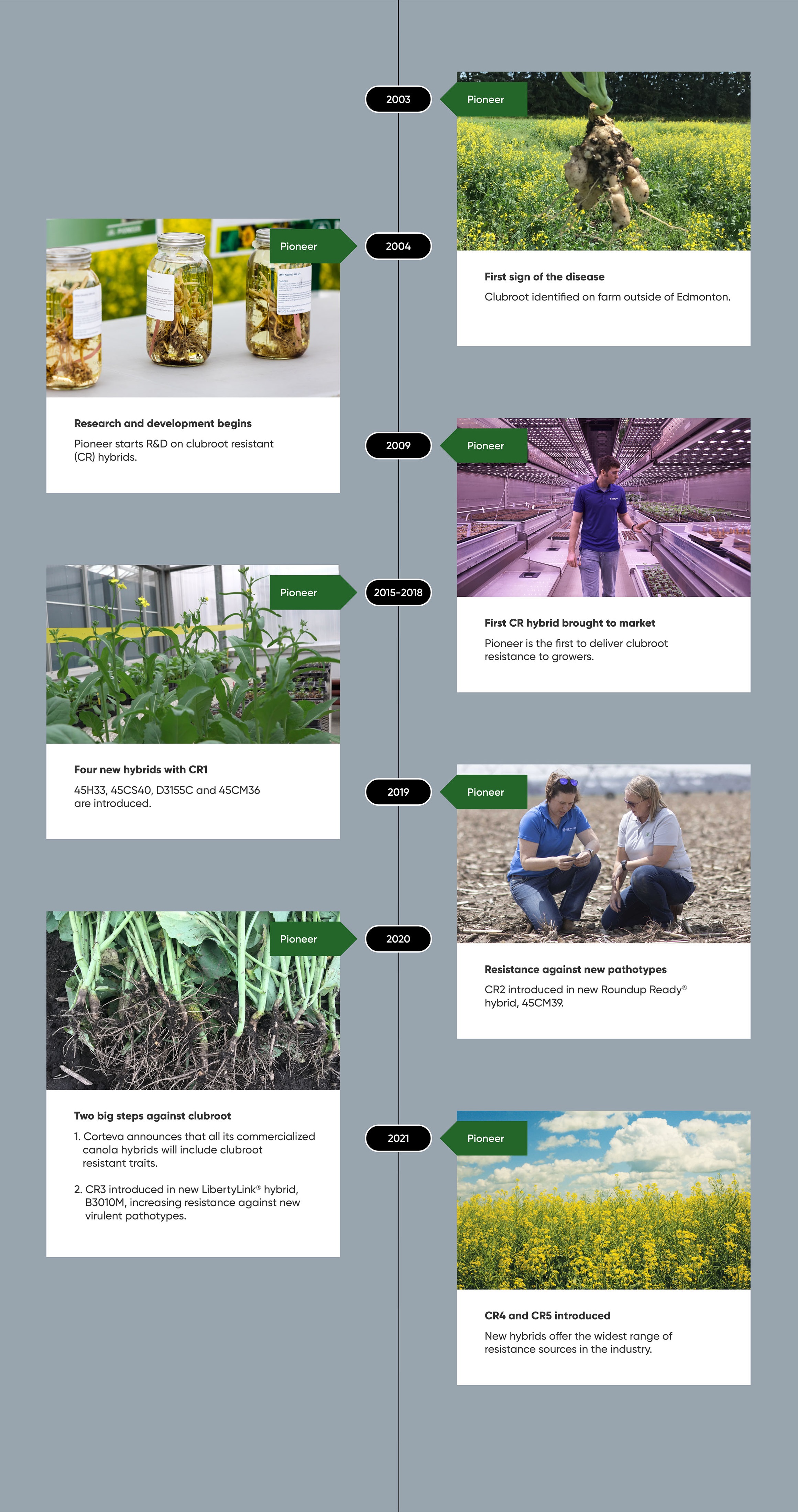 pioneer infographic clubroot timeline