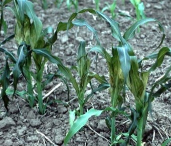 Plants showing darkened leaves within 24 hours of frost injury