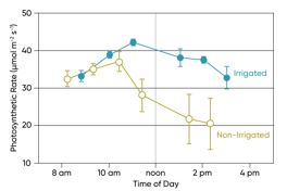 Leaf photosynthetic rate by time of day for irrigated and non-irrigated corn