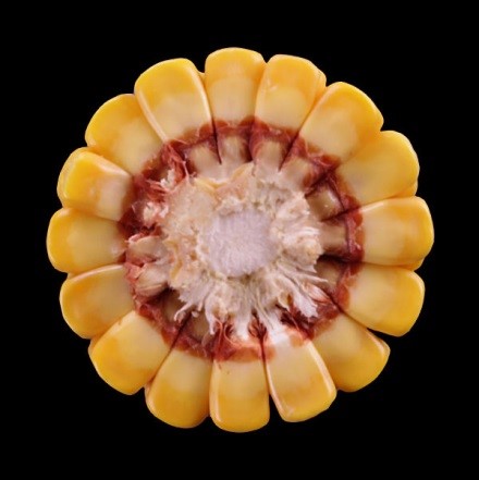 stage R5.5 corn cob cut in half