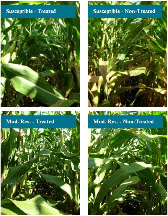 Two hybrids treated (left) and non-treated (right) with fungicide at Macomb, IL. The fungicide helped to protect yield of a susceptible hybrid (top) but provided little benefit on a moderately resistant hybrid (above).