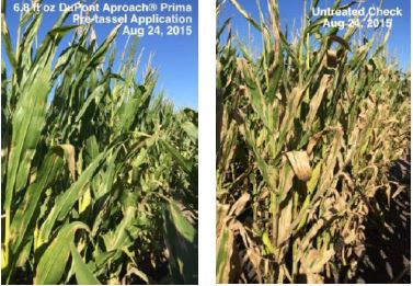 Field trial comparing fungicide treated (leaf) and non-treated corn (right) at a location with high northern corn leaf blight pressure in 2015.