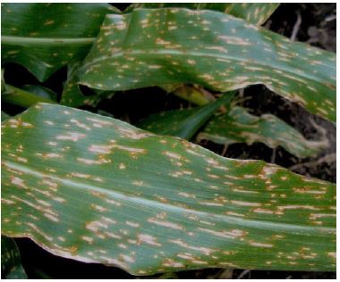 diseased corn leaf
