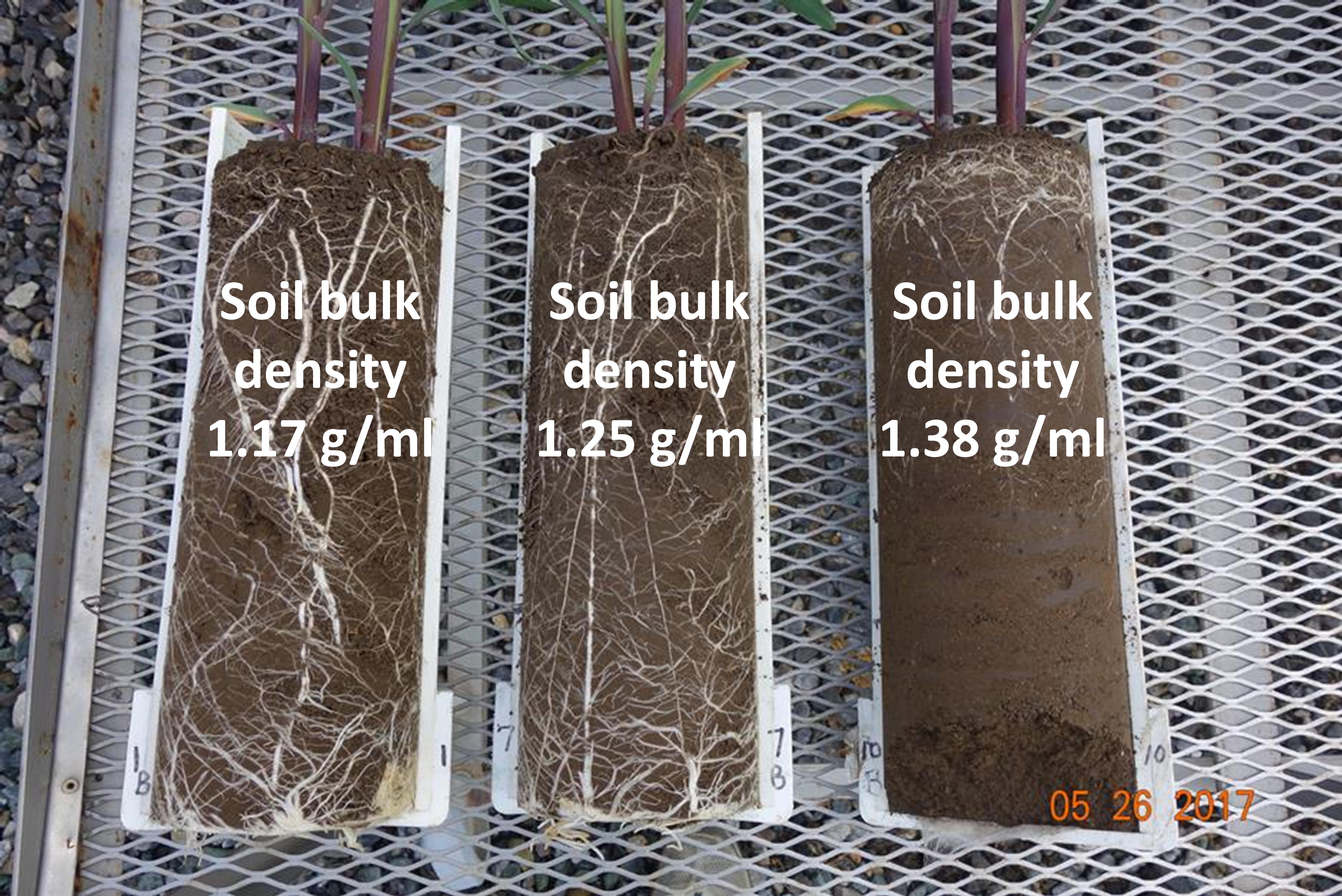Root growth of corn plants (V5 growth stage) growing in soil compacted to different bulk densities before corn seeds were planted