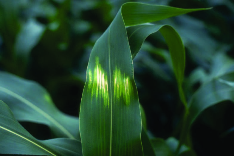 Sunscald injury on a corn leaf