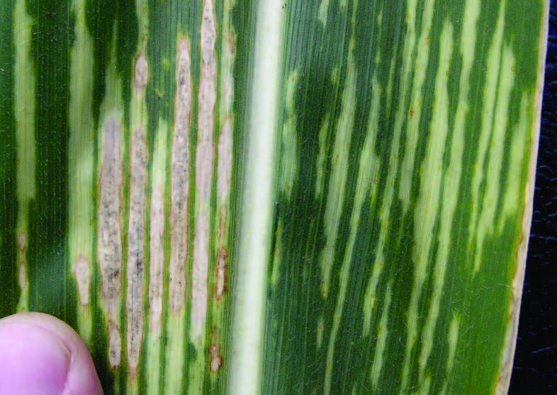 Closeup of sunscald injury on a corn leaf, showing injured tissue between the leaf veins.