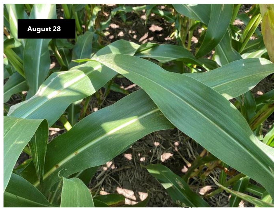 A corn field with almost no visible foliar disease on August 28, 2021 and the same field with extensive tar spot infection on September