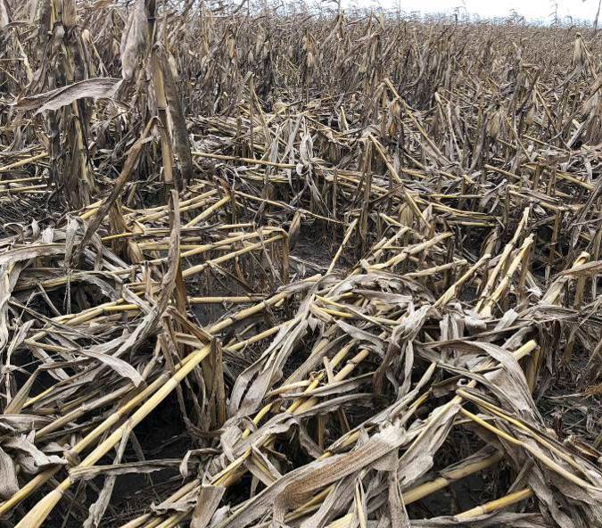 Field with severe tar spot infection and extensive stalk lodging in Wisconsin in 2018. 