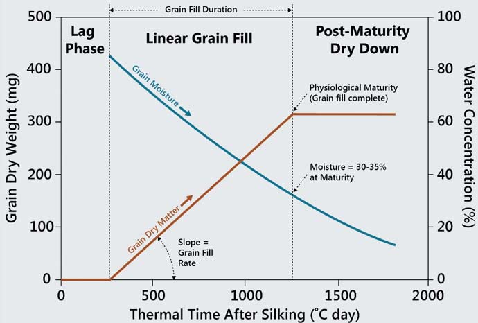 Table - Bi-linear model of corn grain fill showing changes in grain dry matter and grain moisture by thermal time.