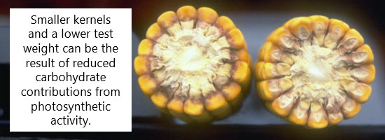 This is a photo showing severe sunflower field infection from Phomopsis helianthi.