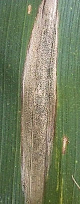 Photo - Close up of Northern corn leaf blight lesion.