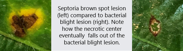 Photo - Septoria brown spot lesion compared to bacterial blight lesion.