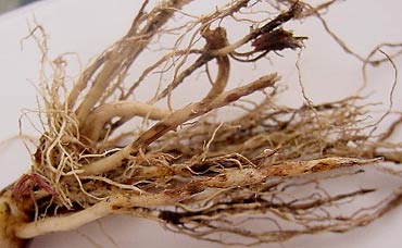 Photo - Cankers in soybean roots due to rhizoctonia root rot.
