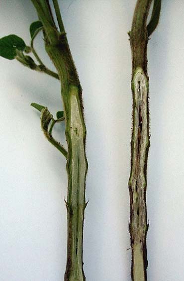 Photo - Phytophthora infected soybean on right, compared to a healthy soybean on the left.