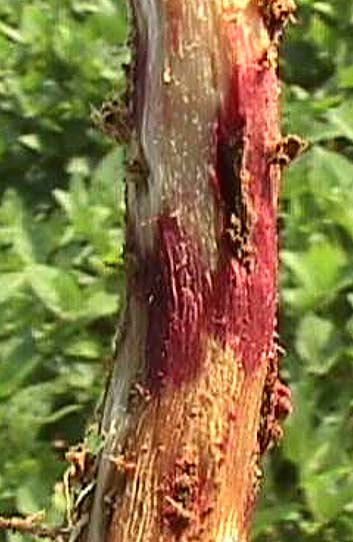 Photo - Close up of red discoloration on soybean root due to  Rhizoctonia solani.