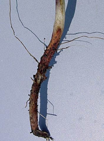 Photo - Red discoloration at soil line from soybean due to Rhizoctonia solani.