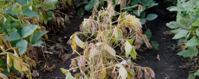 Photo - Soybean plants wilted due to Phytophthora rot.
