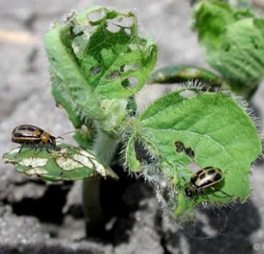 Closeup Photo - Bean leaf beetles feeding on soybean plant.