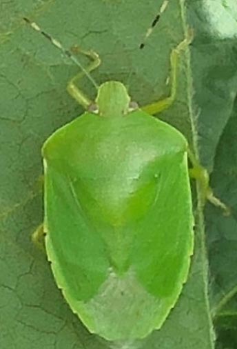 Photo of a green stink bug adult.