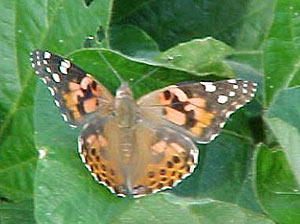 Photo - Painted lady butterfly displaying forewings and hindwings.