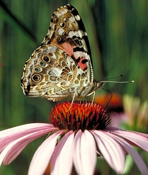Photo - Painted lady butterfly displaying wing underside.