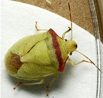 Photo of a red-shouldered stink bug adult.