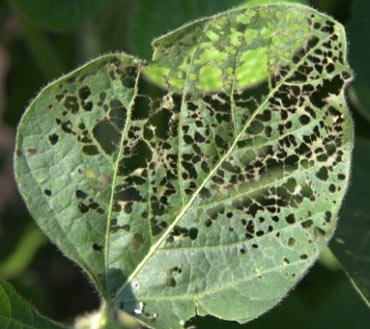 Photo - Skeletonization of soybean leaf due to Japanese beetle feeding.