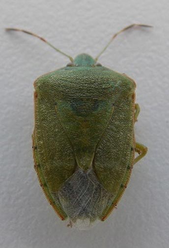 Photo of a southern green stink bug adult.