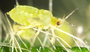 Photo - Close up of soybean aphid.