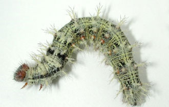 Photo - Lighter colored thistle caterpillar.